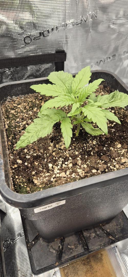 wintergrow. Week 3