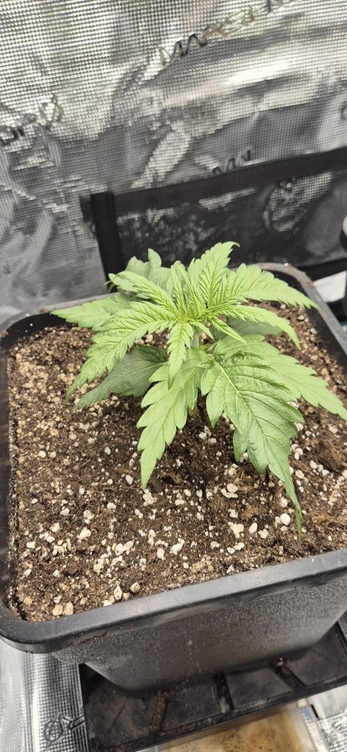 wintergrow. Week 3