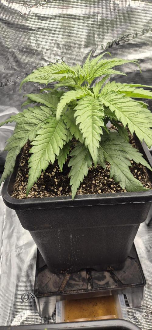 wintergrow. Week 5