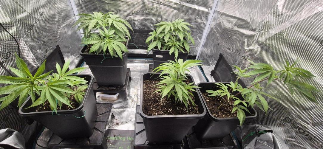wintergrow. Week 6