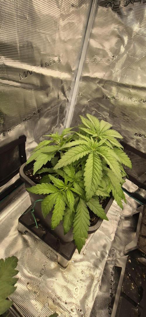 wintergrow. Week 6