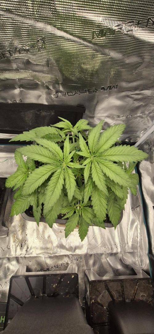 wintergrow. Week 6