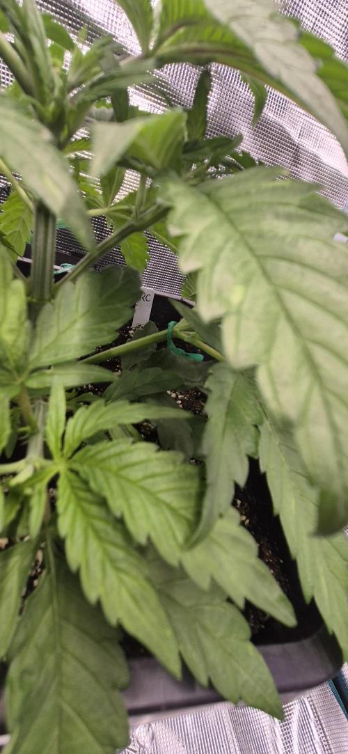wintergrow. Week 6