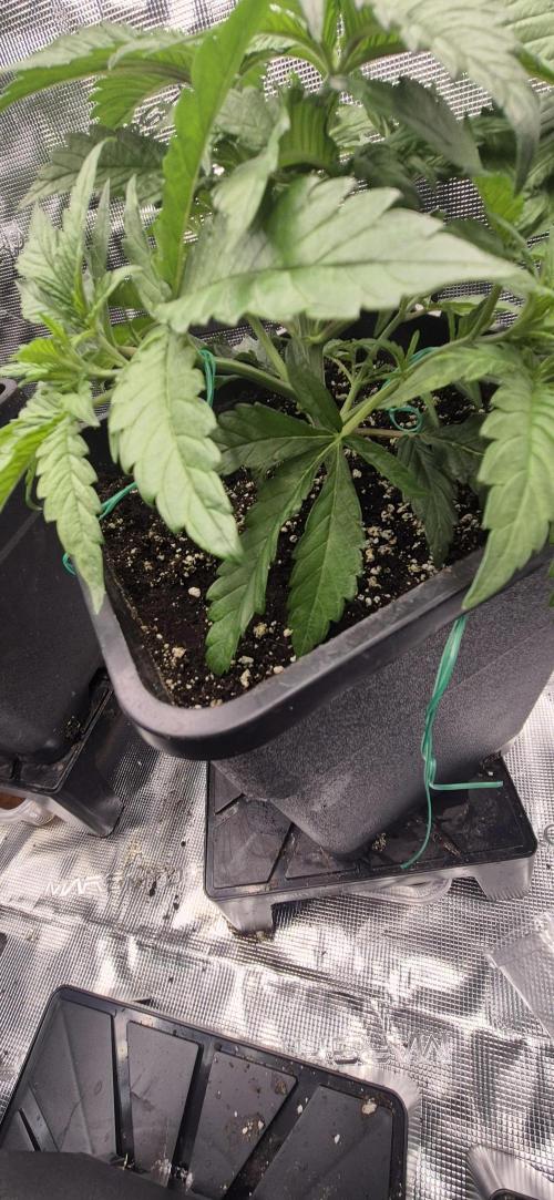 wintergrow. Week 6