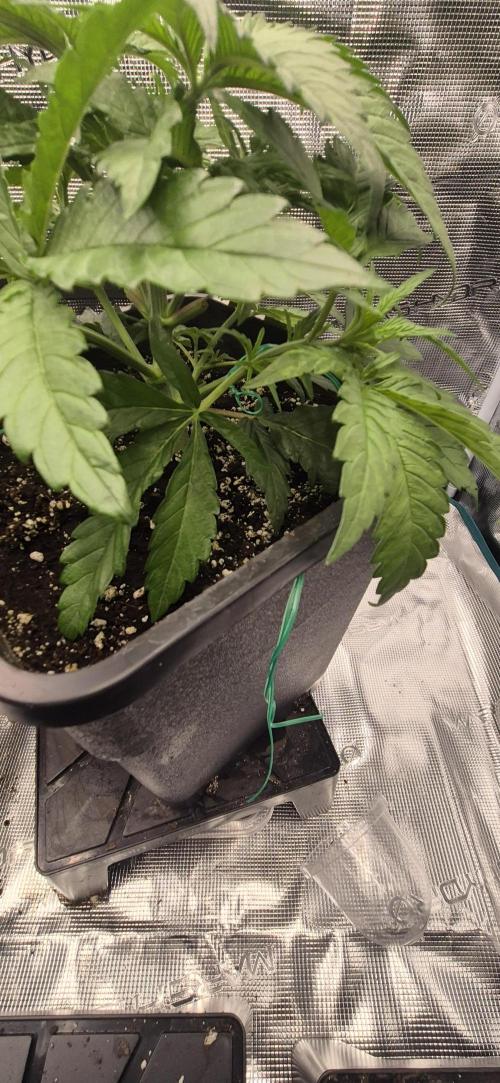 wintergrow. Week 6