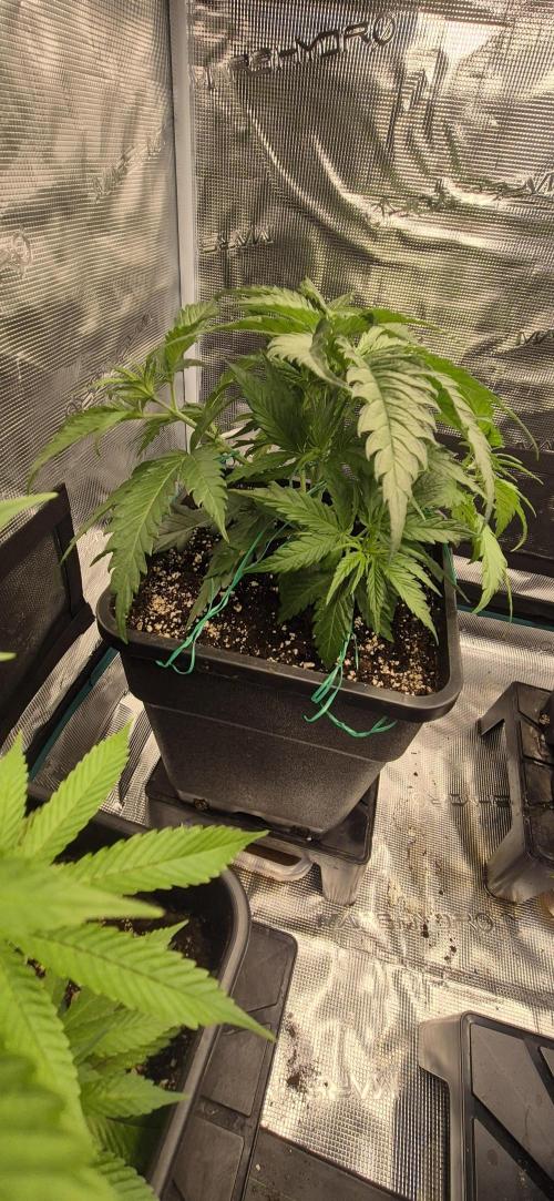 wintergrow. Week 6