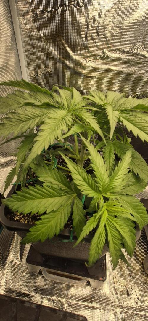 wintergrow. Week 6