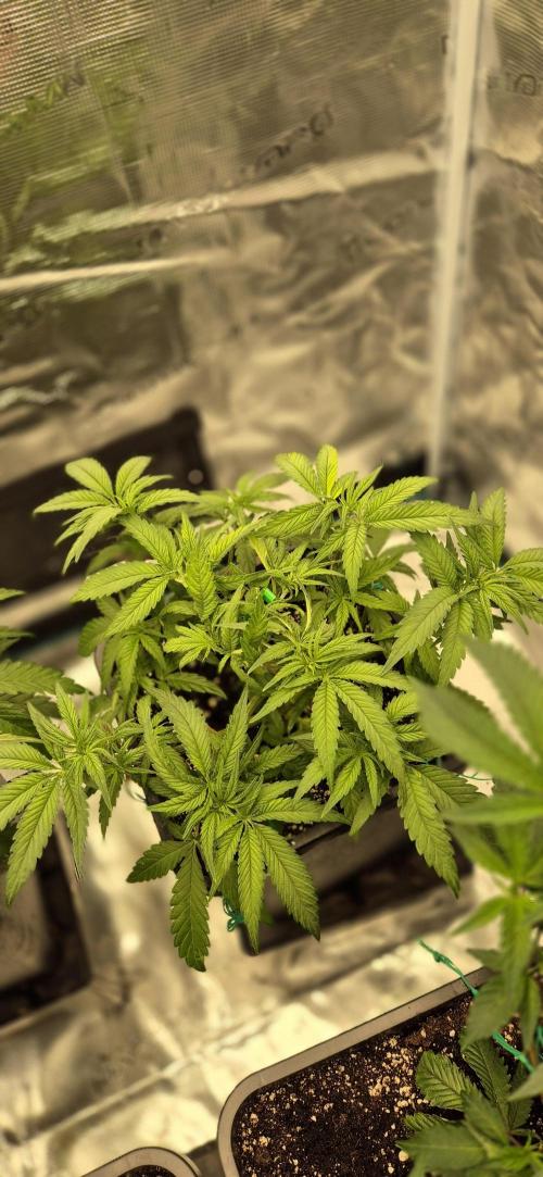 wintergrow. Week 7