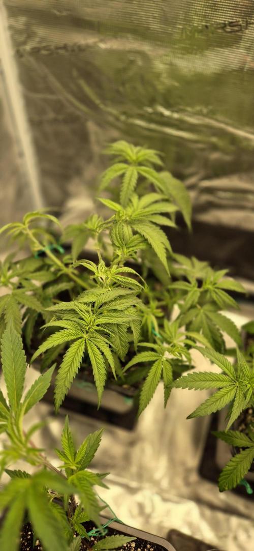 wintergrow. Week 7