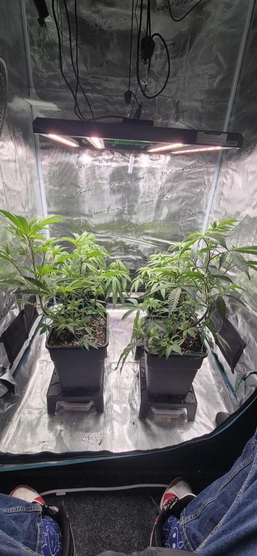 wintergrow. Week 8