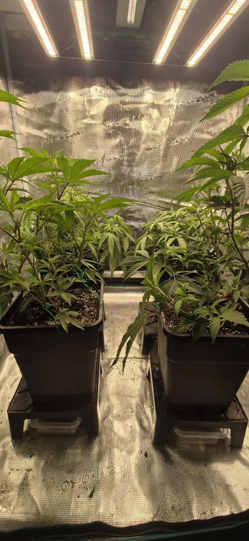 wintergrow. Week 8
