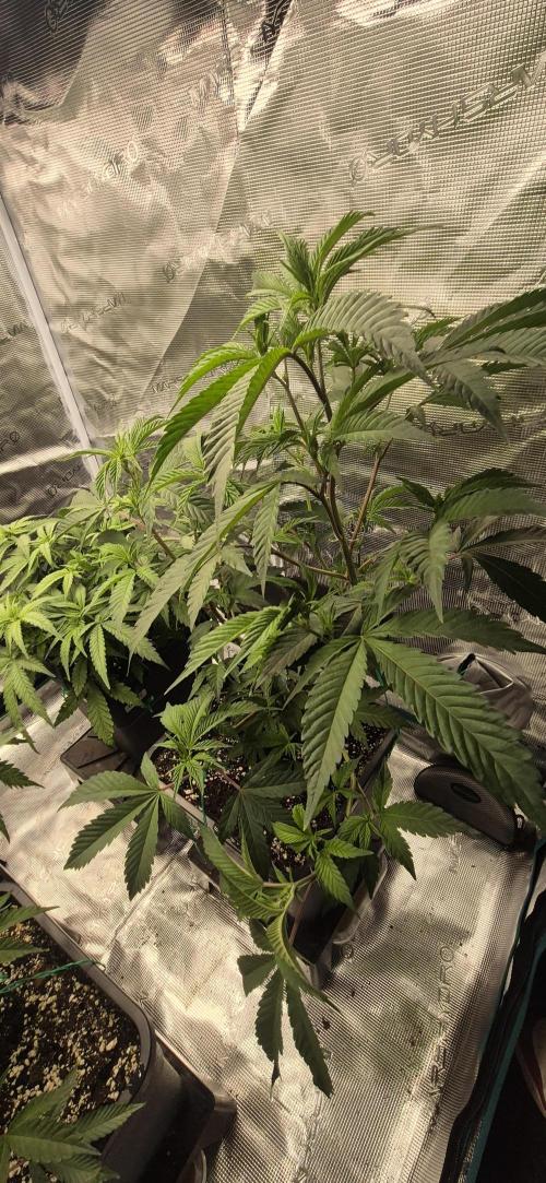 wintergrow. Week 8