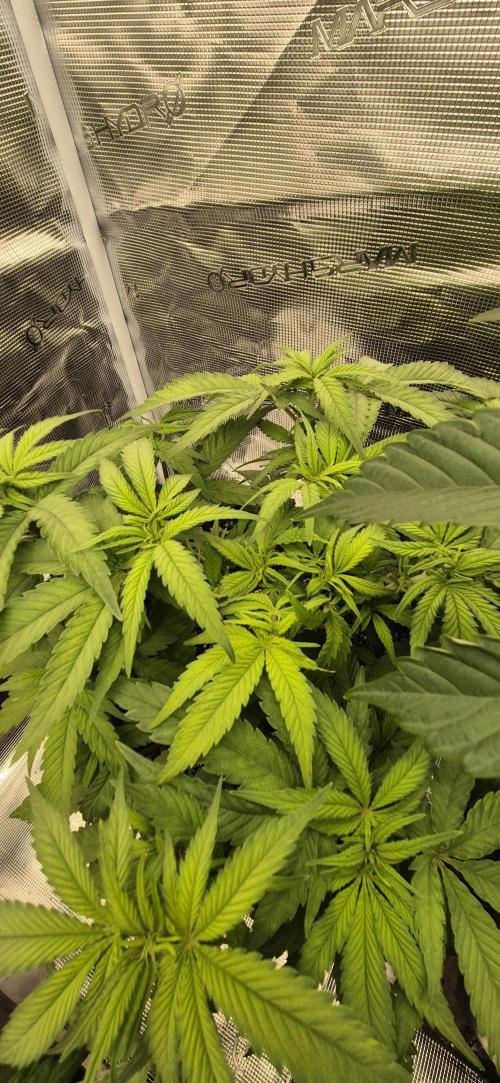 wintergrow. Week 8
