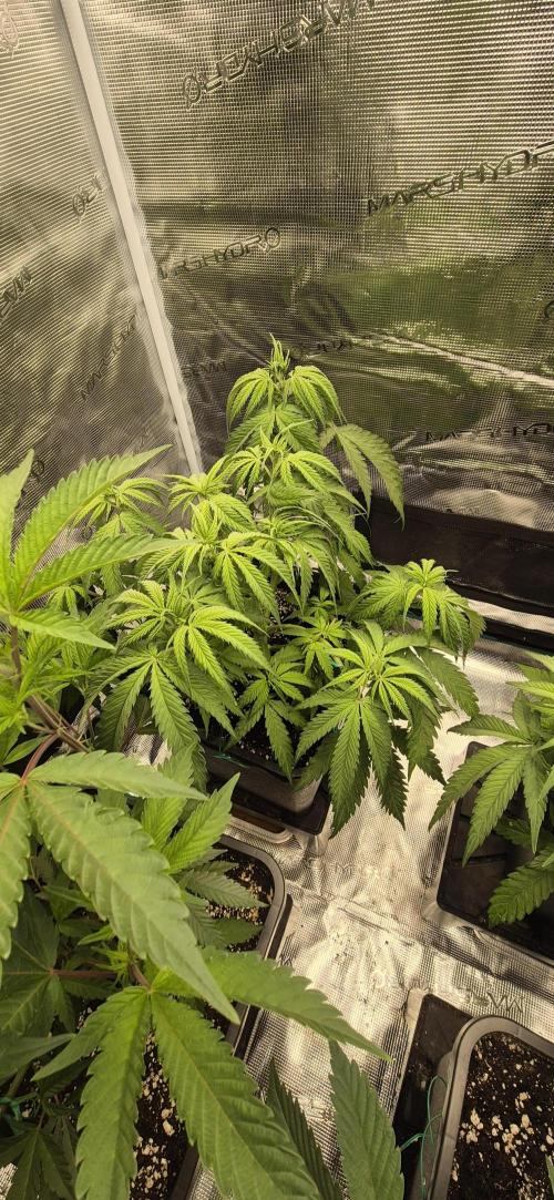 wintergrow. Week 8