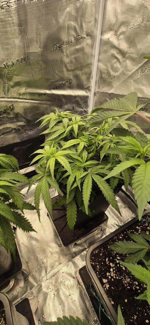 wintergrow. Week 8