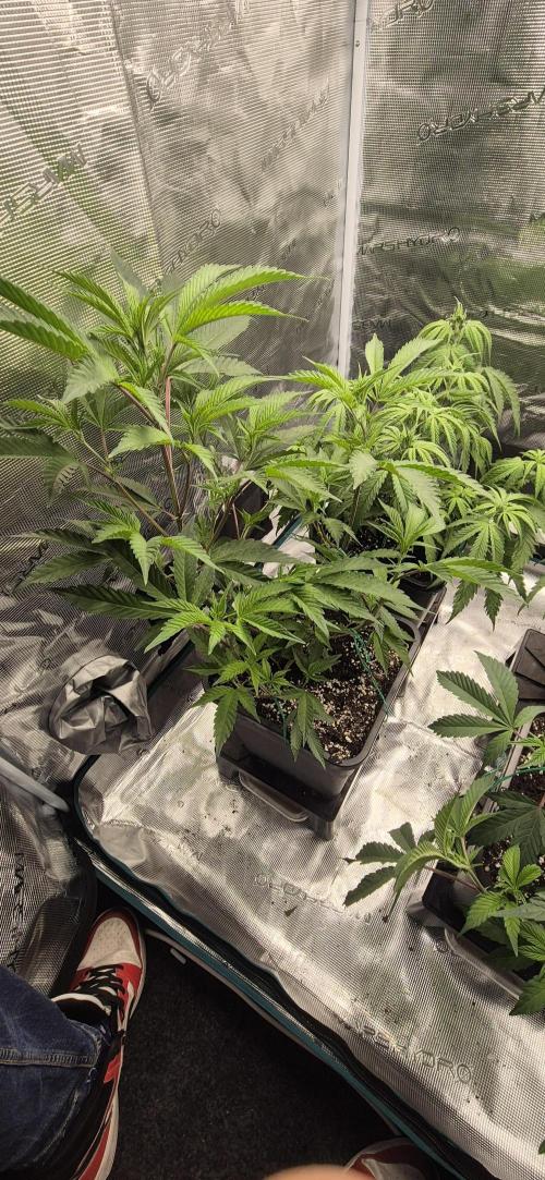 wintergrow. Week 8