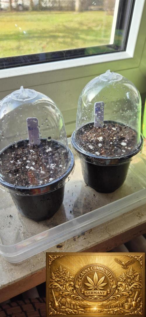 Ganja Farmer Seedtest RS11 B. Week 0