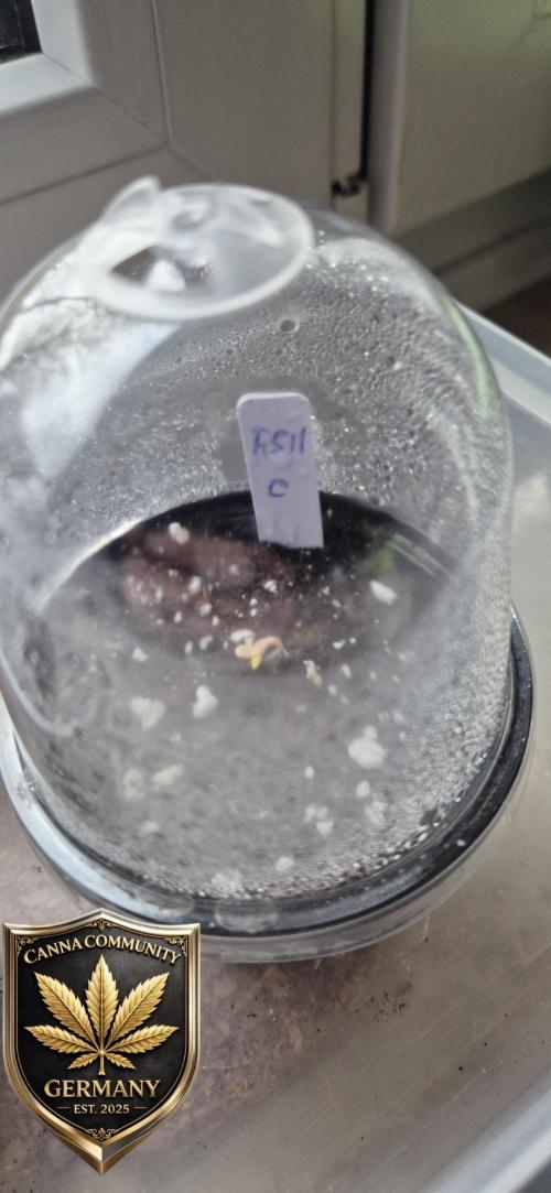 Ganja Farmer Seedtest RS11 C. Week 0