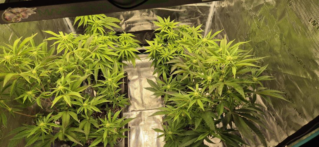wintergrow. Week 9