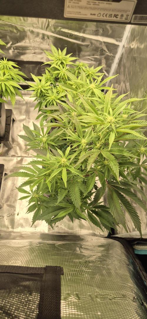 wintergrow. Week 9