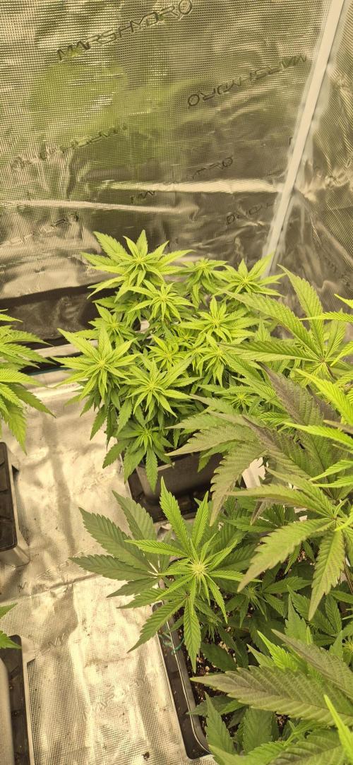 wintergrow. Week 9