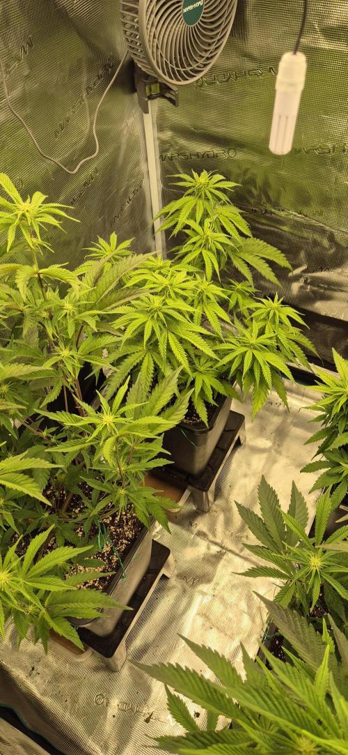 wintergrow. Week 9