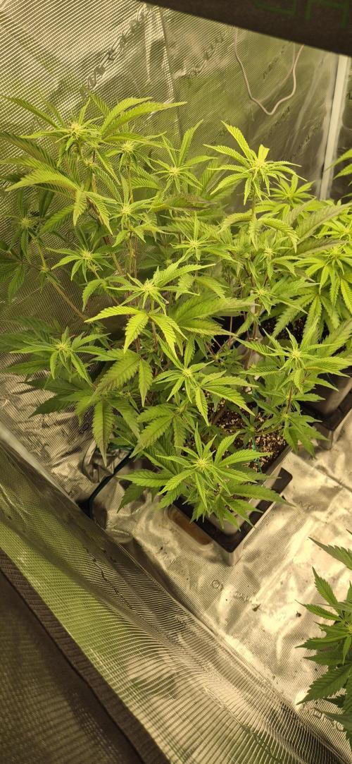 wintergrow. Week 9