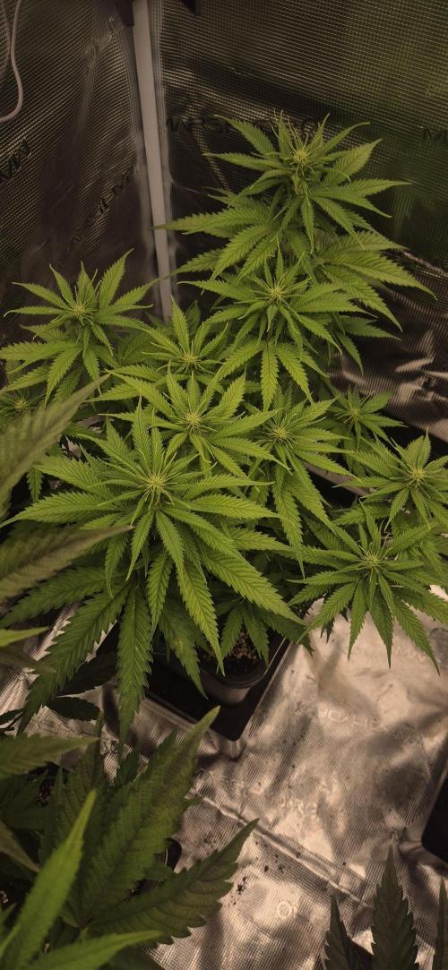 wintergrow. Week 10