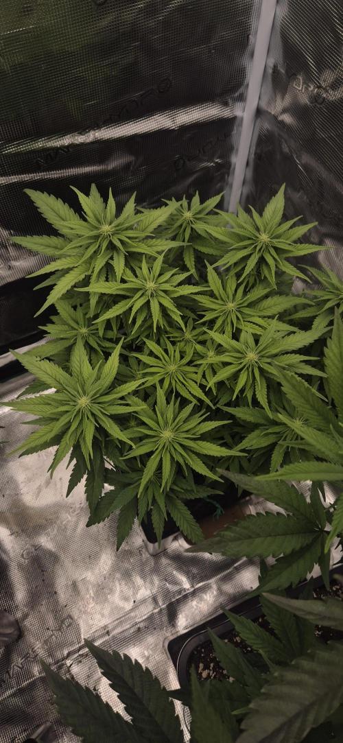 wintergrow. Week 10