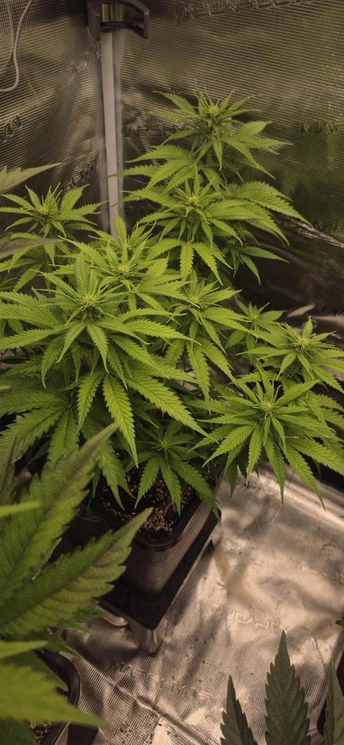 wintergrow. Week 10