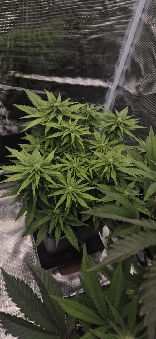 wintergrow. Week 10
