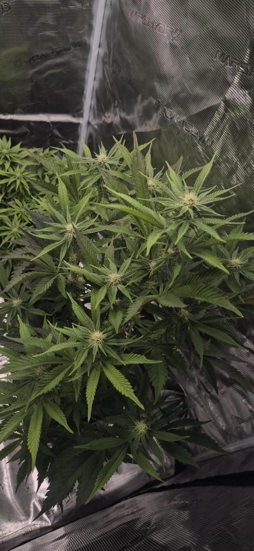 wintergrow. Week 10