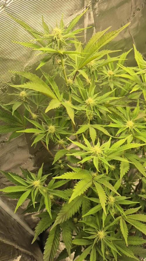 wintergrow