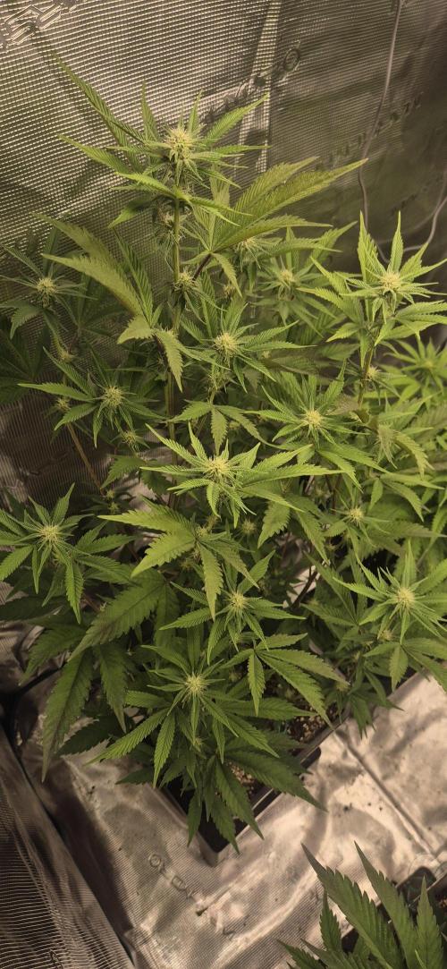 wintergrow. Week 10