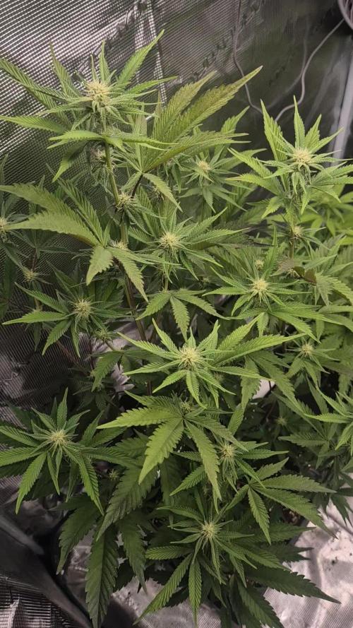 wintergrow