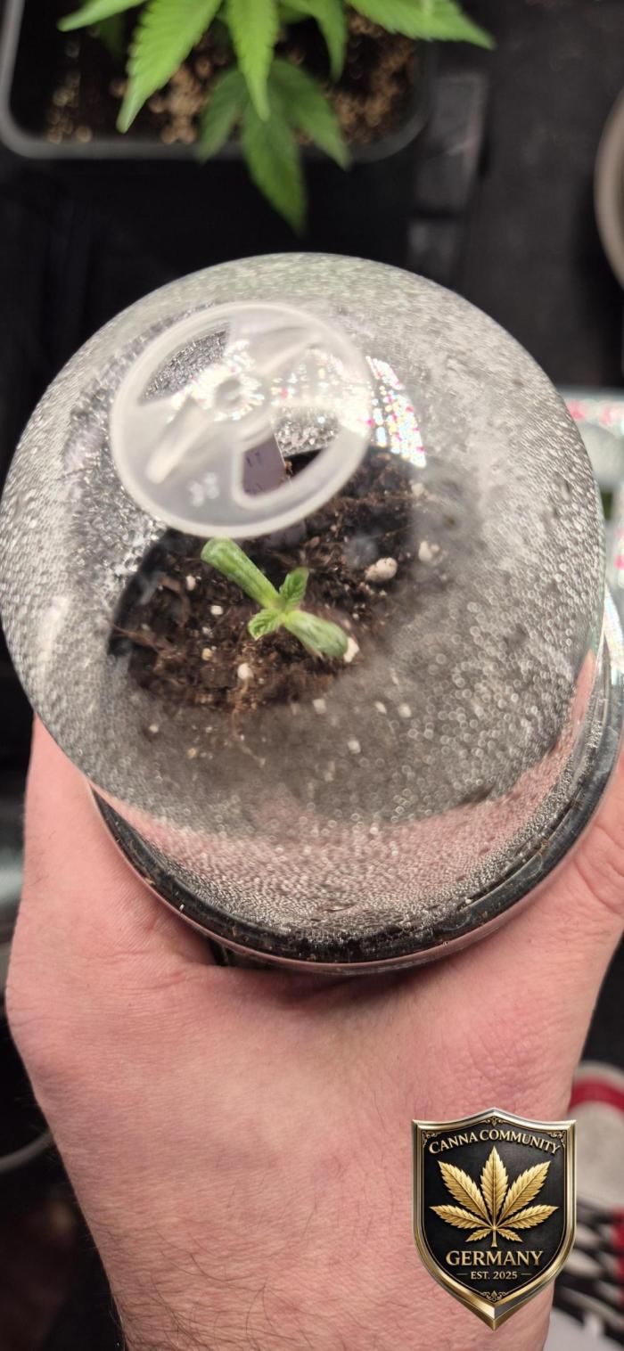 Ganja Farmer Seedtest RS11 B. Week 1