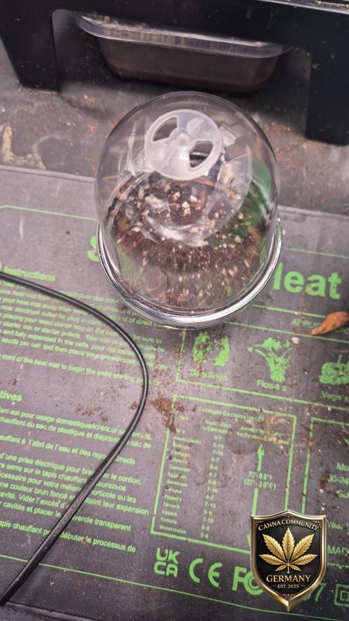 Ganja Farmer Seedtest RS11 C. Week 0