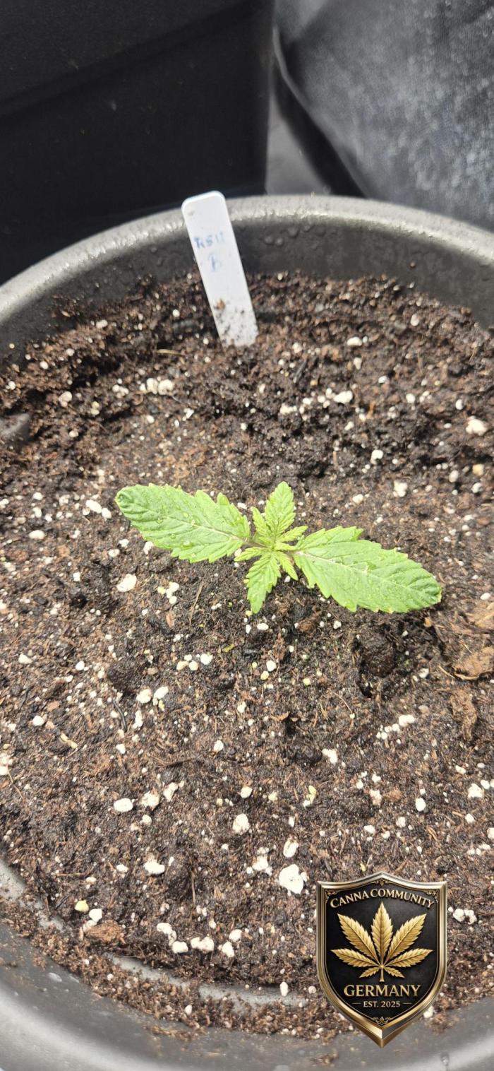 Ganja Farmer Seedtest RS11 B. Week 2