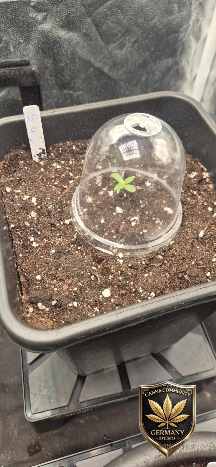 Ganja Farmer Seedtest RS11 C. Week 1
