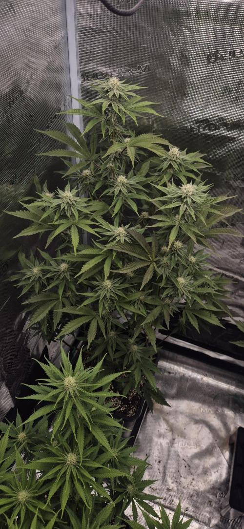 wintergrow. Week 11