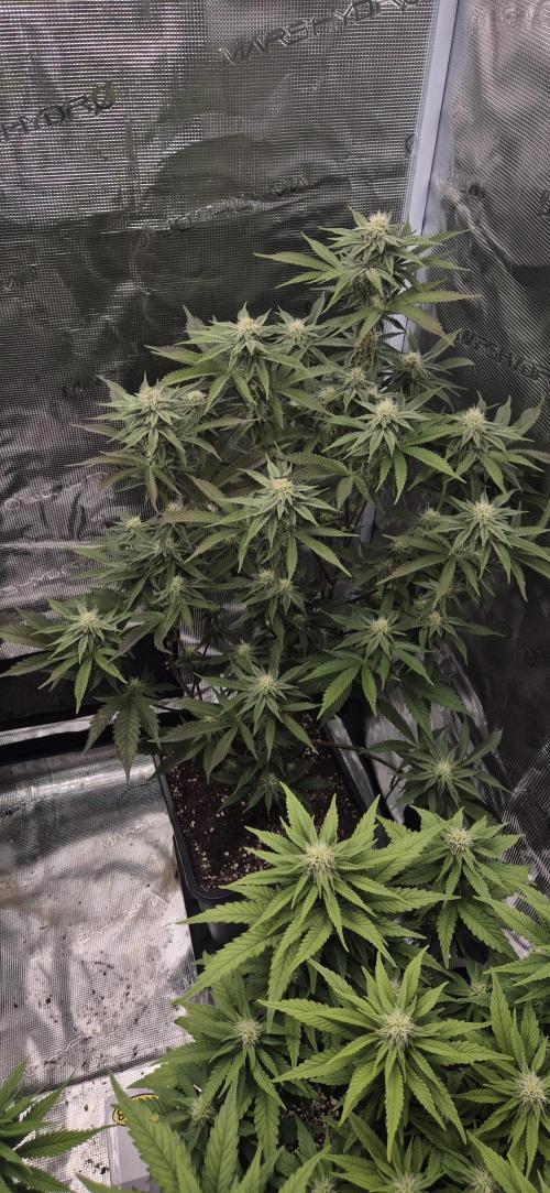 wintergrow. Week 11