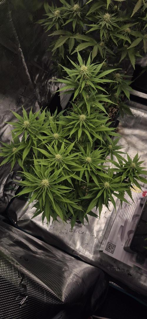 wintergrow. Week 11