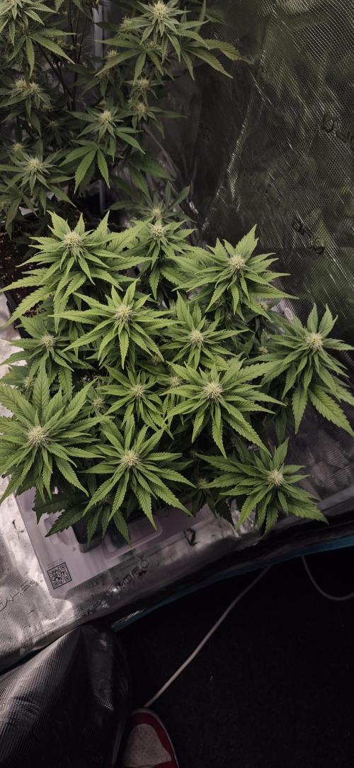 wintergrow. Week 11
