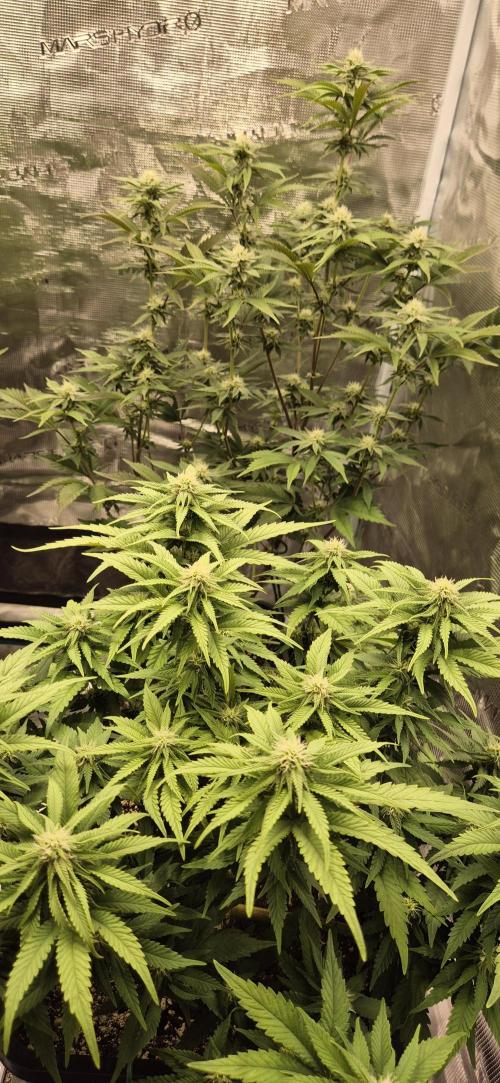 wintergrow. Week 11