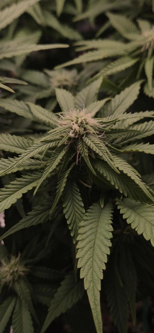wintergrow. Week 11