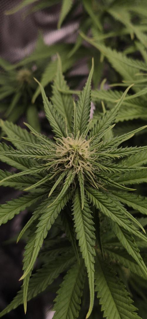 wintergrow. Week 11