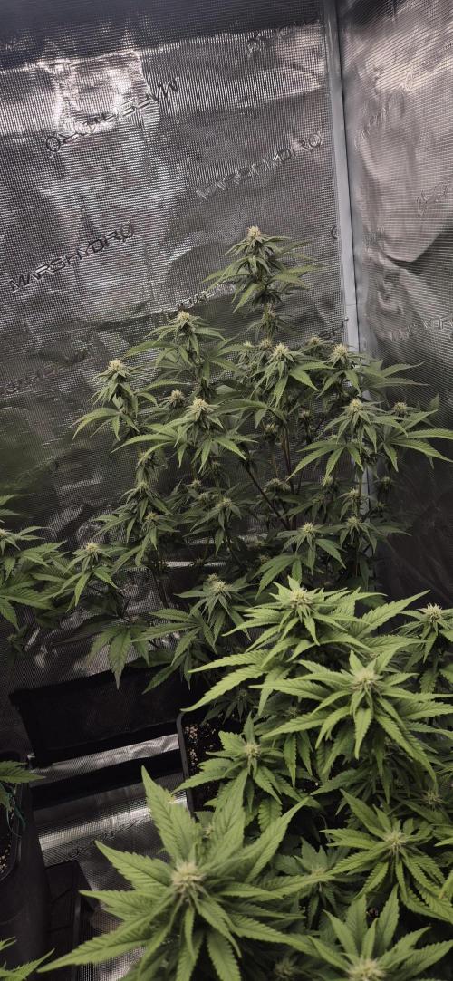 wintergrow. Week 11