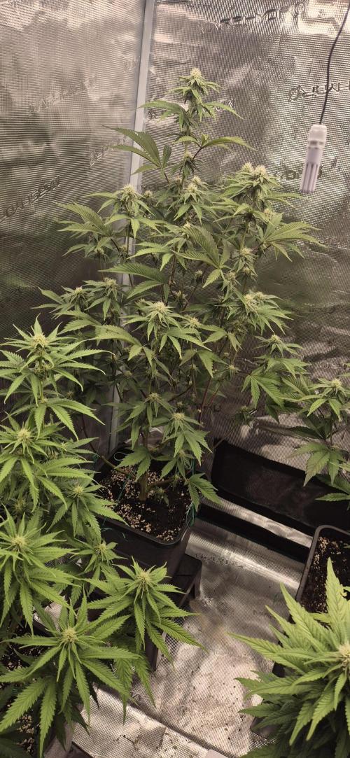 wintergrow. Week 11