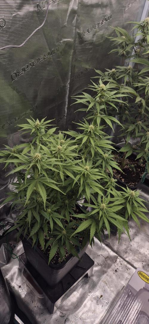 wintergrow. Week 11