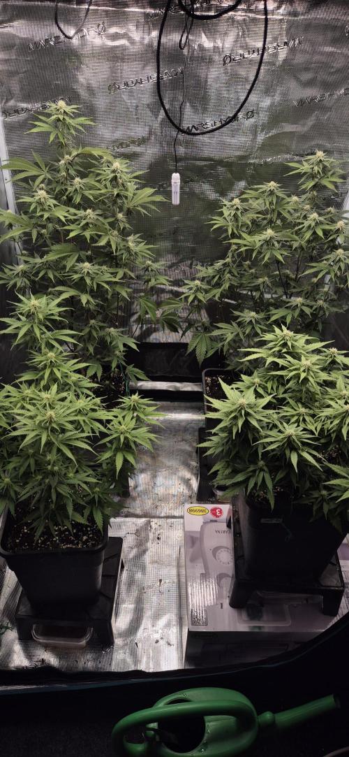 wintergrow. Week 11
